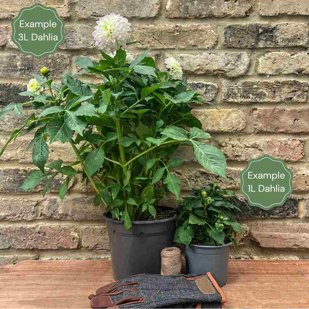 1_2e8152ce-e489-4ace-8e9d-cd58c2458430